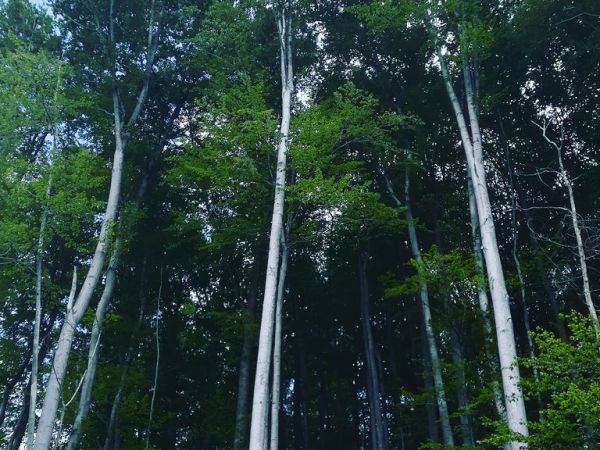 Природне међе на вештачким местима: пет песама Спасоја&nbsp;Јоксимовића