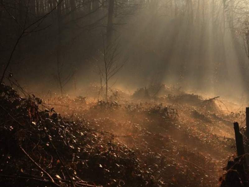 Chiaroscuro Željke Gavrilović (OGNJEN&nbsp;PETROVIĆ)