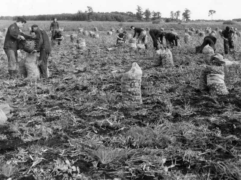 POEZIJA KAO ISTORIJSKI IZVOR (DANIJELA&nbsp;JOVANOVIĆ)