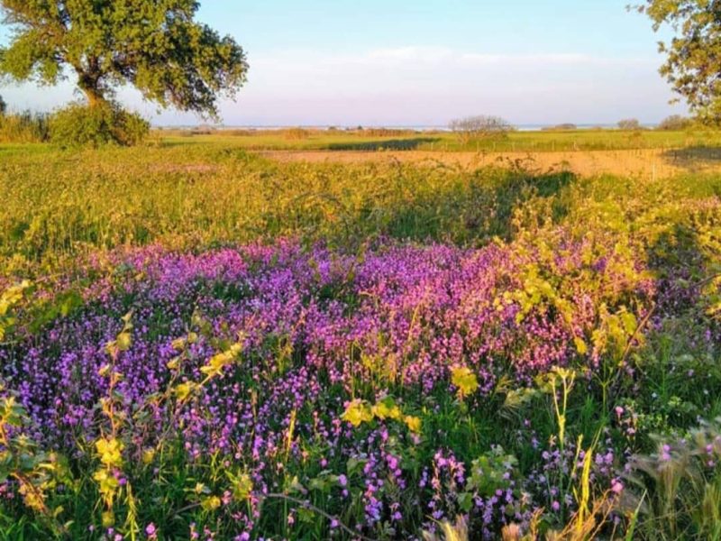 ТРИ ЛИВАДЕ (МИРА&nbsp;ШУША)