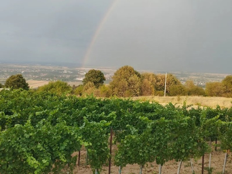 ПУТНИКУ НАМЕРНИКУ (ГОРАН&nbsp;ПАОВИЋ)