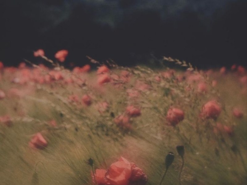 У ПЛАШТУ ЗЕМЉЕ И ДРУГЕ ПЕСМЕ (АЛЕКСАНДРА&nbsp;ЂОРЂЕВИЋ)