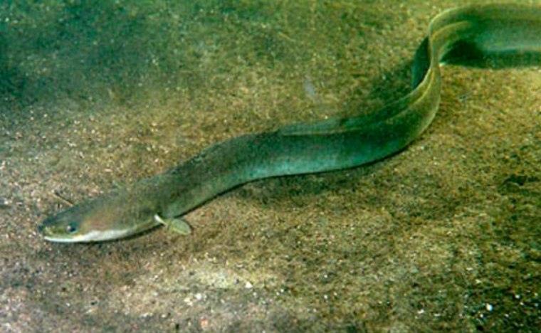 ЧЕКАЈ МЕ, ДОЛАЗИМ И ДРУГЕ ПРИЧЕ (ТАТЈАНА&nbsp;МАЖЕНКОВСКА)