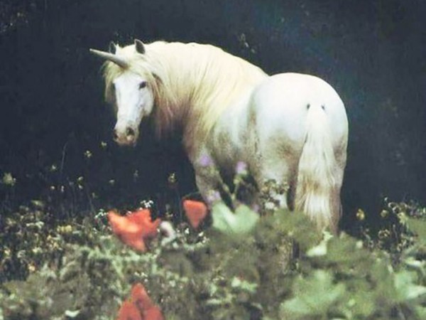 ЈЕДНОРОЗИ И ДРУГЕ ПЕСМЕ (АЛЕКСАНДРА&nbsp;ЂОРЂЕВИЋ)