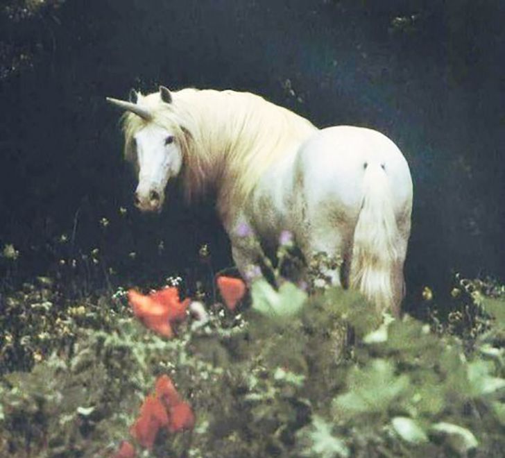 ЈЕДНОРОЗИ И ДРУГЕ ПЕСМЕ (АЛЕКСАНДРА&nbsp;ЂОРЂЕВИЋ)