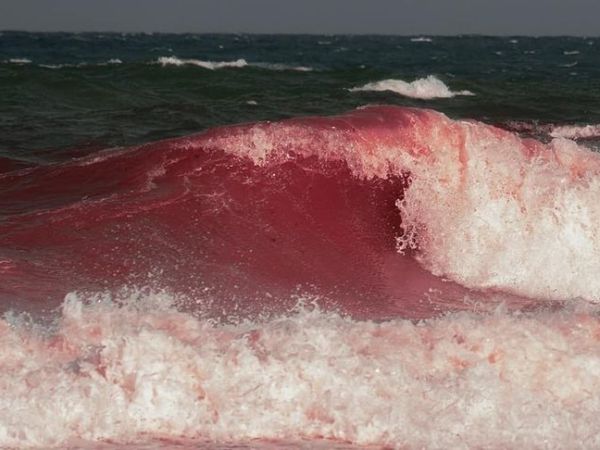 КРВ НИЈЕ ВОДА И ДРУГЕ ПРИЧЕ (ВИОЛЕТА&nbsp;БЈЕЛОГРЛИЋ)