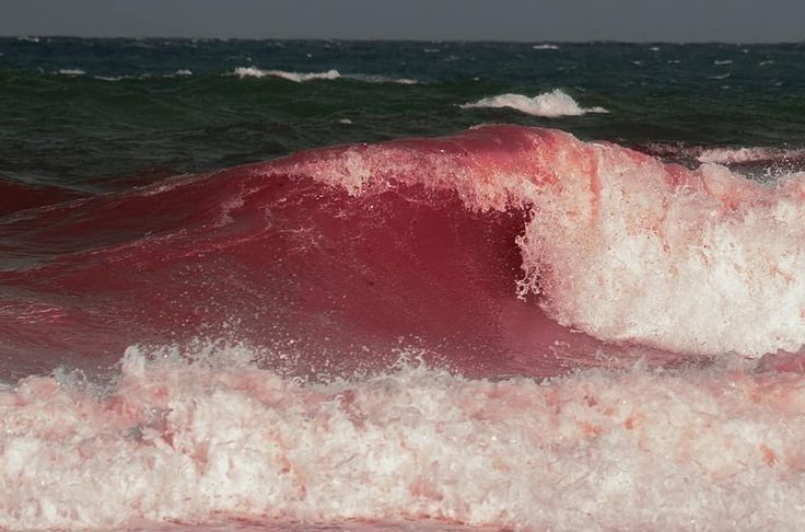 КРВ НИЈЕ ВОДА И ДРУГЕ ПРИЧЕ (ВИОЛЕТА&nbsp;БЈЕЛОГРЛИЋ)